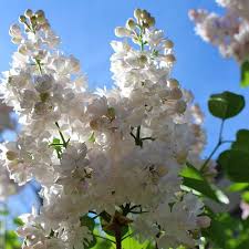 Blooms can be sparse if your. Syringa Vulgaris Beauty Of Moscow Syringa Vulgaris Beauty Of Moscow Beauty Of Moscow French Hybrid Lilac Krasavitsa Moskvy Common Lilac Plant Lust