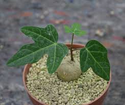 Image result for Adenia stenodactyla