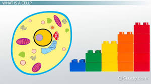 Last month, my 6th grader studied plant and animal cells and their parts in science. Parts Of A Cell Lesson For Kids Video Lesson Transcript Study Com