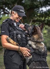 pin by sharon on dogs police dogs military working dogs k9 police dogs