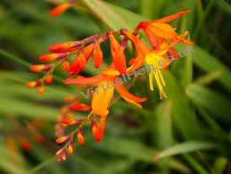 We did not find results for: Montbretia Western Isles Wildflowers Flowers Of The Hebrides