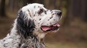 Pure bred english setters michigan, carsonville. English Setter Price Temperament Life Span