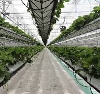 Japanese grower achieves 12.5kg strawberry per m2 with ...