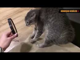 Konusan Kediler 3 En Komik Kedi Videolari Mp4 Youtube