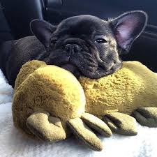 Unduh stok vektor bulldog espanhol pada agen grafik vektor terbaik dengan jutaan stok vektor, ilustrasi dan clipart premium berkualitas tinggi bebas royalti dengan harga yang wajar. This Is My Main Man Dinosaur Cuddlebuddy By Albert Thefrenchbulldog Http Ift Tt 1f3cajz Cute Dogs French Bulldog Puppies Frenchie Puppy