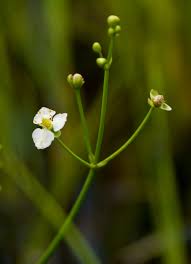 Image result for Caldesia parnassifolia