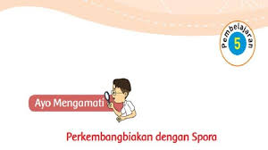 Kunci Jawaban Tema 1 Buku Tematik Kelas 3 Sd Halaman 175 176 178 Subtema 4 Pembelajaran 5 Tribun Padang