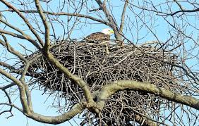 Download the perfect eagle nest pictures. Residents Intrigued By Eagles Nest In Montgomery County Neighborhood News Thereporteronline Com