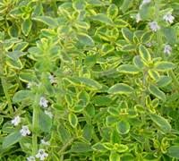 Thymus archer's gold is a great garden plant. Golden Lemon Thyme Thymus 12 Count Flat Of Pint Pots Herb Perennial Perennials Deer Resistant Gardener Direct