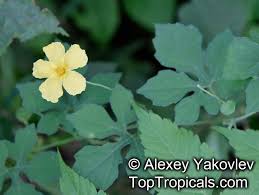 Image result for Momordica pterocarpa