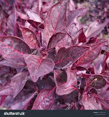 Image result for Iresine lindenii