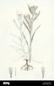 Image result for Pseudognaphalium luteo-album