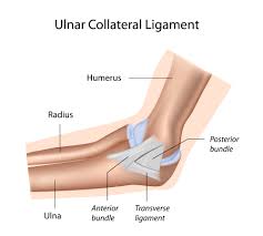 It connects the shinbone and thighbone, while providing stability and preventing damaging joint movement. Ulnar Collateral Ligament Injuries Of The Elbow Upswing Health