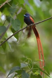 Cennet Sinekkapan Kusu Botsvana Beautiful Birds Bird Animals