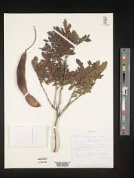 Image result for Otholobium foliosum
