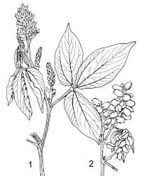 Image result for Flemingia