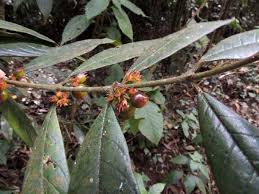 Image result for Pauridiantha