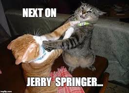 Two Cats Fighting For Real Meme Generator Crazy Cats Cats Funny Animals