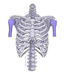 Download this free vector about front and back of human male, and discover more than 12 million professional graphic resources on freepik. How To Draw The Torso Easier An Illustrated Guide Gvaat S Workshop