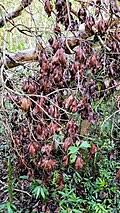 Image result for Terminalia kilimandscharica