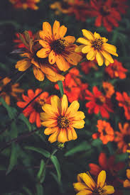 Begonia flowers are scientifically known as begonia obliqua.although begonias can come in many different colors, the yellow variety is the one that strikes the most! Yellow And Black Cluster Flowers Photo Free Flower Image On Unsplash
