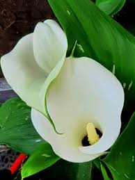 Image result for Zantedeschia albomaculata