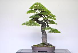 Fertilizer should be applied at least once a month except during winter. Stunning Pine Bonsai By Naoki Maeoka Bonsai Tree Bonsai Tree Types Pine Bonsai