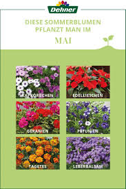 Das wann bei der pflanzung beachten. Pflanzkalender Fur Sommerblumen Im Mai Sommerblumen Blumenkasten Bepflanzen Pflanzkalender