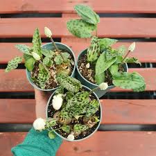 Image result for Lobelia petiolata