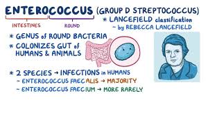 Image result for Group D Streptococcus