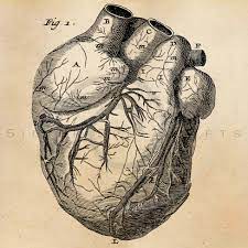 Find many great new & used options and get the best deals for antique 1900s medical diagram scientific print human brain skull cerebellum 1908 at the best. Vintage Heart Anatomy Illustration Printable 1800s Antique Etsy