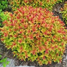 Shop online top quality flowers. Spriea Japonica Plants For Sale In Ireland Shop Online Spirea Plant Plants Planting Hydrangeas