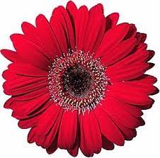 Meanderings And Muses Celebrating The Color Red Virtual Flowers Gerbera Gerbera Daisy
