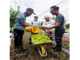 Check spelling or type a new query. Empat Rakan Usaha Tanaman Cili Di Tanah Terbiar