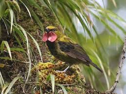 Image result for Blotiella natalensis