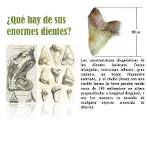 We did not find results for: Megalodon El Rey De Los Antiguos Mares Steemit