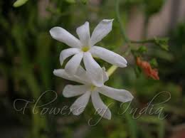 Image result for Jasminum fluminense