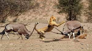 Amazing Cheetah African Wild Dog Running Deer Which One Is A Faster Hunter Wild Dogs African Wild Dog Dog Runs