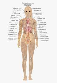 Feel free to browse at our anatomy categories and we hope you can find your inspiration here. Transparent Skeletal System Clipart Female Body Labeled Diagram Free Transparent Clipart Clipartkey