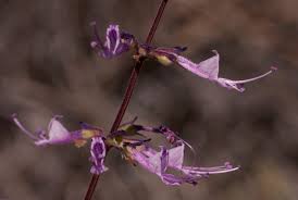 Image result for Syncolostemon canescens
