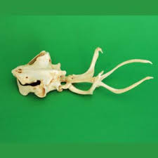 Gaboon ebony is an exotic wood native to western africa. Gaboon Viper Skull Replica Skeletons And Skulls Superstore