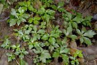 Image result for Sanicula elata