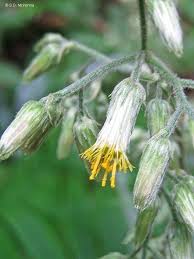 Image result for Blumea