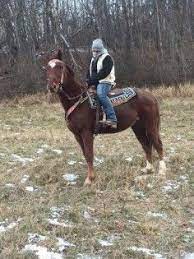 Bomb Proof Tennessee Walking Horse Gelding For Sale In Blairs Mills Pa Tennessee Walking Horse Walking Horse Horses