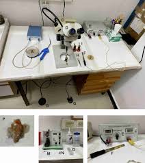Electrophysiological Methods for Measuring Photopigment Levels in  Drosophila Photoreceptors
