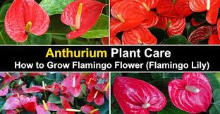 Check spelling or type a new query. How To Care For An Anthurium Flamingo Flower Or Flamingo Lily