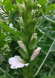 Image result for Acanthus montanus