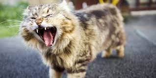 Penyakit ini masih belum ada penawarnya. Saya Mengimpikan Kucing Mengapakah Mimpi Kucing Bercakap Tafsiran Tidur Dari Buku Impian