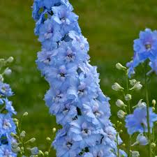 The perennial plant association has chosen many zone 7 plants for its perennial plant of the year program. 17 Blue Perennials Walters Gardens Inc