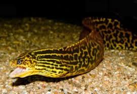 Pin On Aquarium Exotic Fish